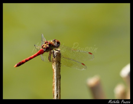 Sympétrum strié - Sympetrum striolatum